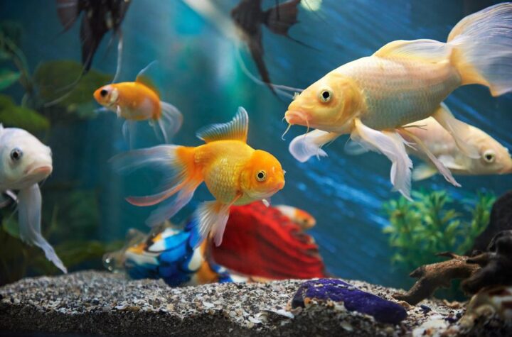 Tips To Maintain A Fish Aquarium