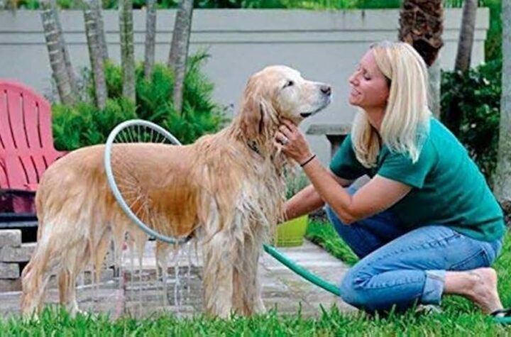 regular dog washes
