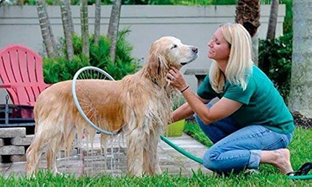 regular dog washes