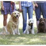 dog training classes