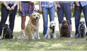 dog training classes