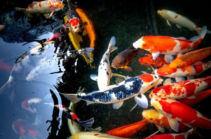 Koi Fish for Beginners