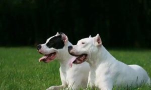 Dogo Argentino vs. Pit Bull: Which Breed Is Right for You?